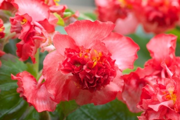 Бегония вечноцветущая махровая (зеленая листва) (Begonia semperflorens)