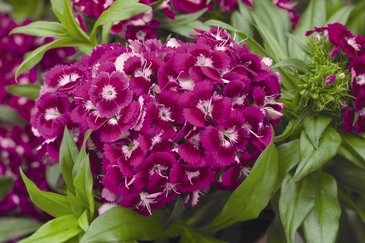Гвоздика турецкая (Dianthus barbatus)