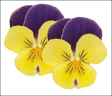 Виола гибридная (Viola wittrockiana x cornuta)