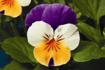 Виола рогатая (Viola cornuta)