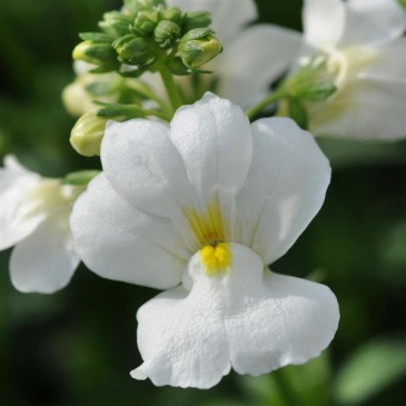 Немезия лазоревая (Nemesia foetens)