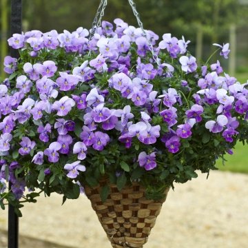 Виола виттрока ампельная (Viola x wittrockiana)