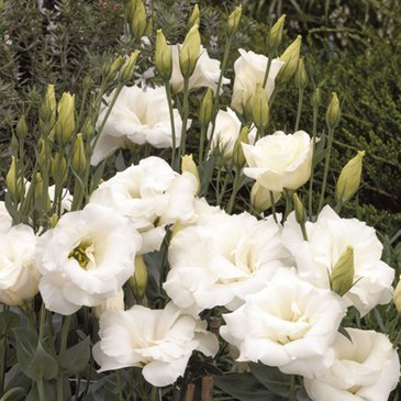 Лизиантус (Эустома) крупноцветковый (Lisianthus grandiflorum)