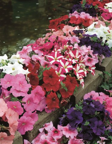 Петуния многоцветковая (Petunia multiflora)