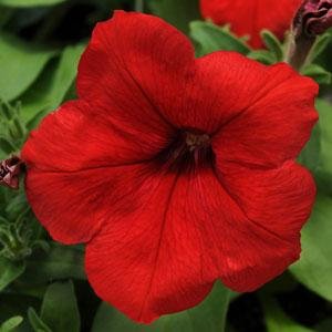 Петуния многоцветковая (генетически компактная) (Petunia multiflora)