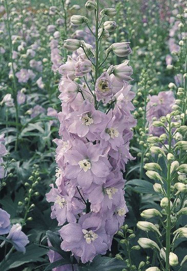 Дельфиниум гибридный (Delphinium hybrida)