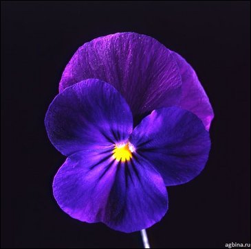 Виола рогатая (Viola cornuta)