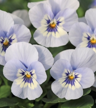 Виола рогатая (Viola cornuta)