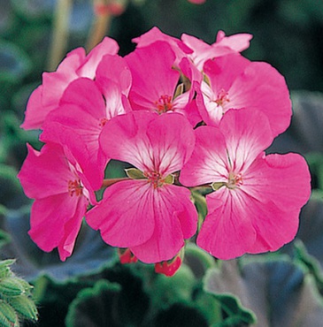 Герань (пеларгония садовая) (Pelargonium x hortorum)