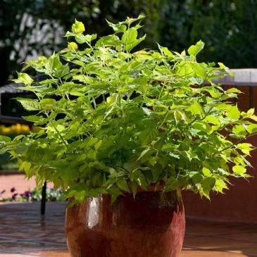 Лейцестерия формозская (Leycesteria formosa)