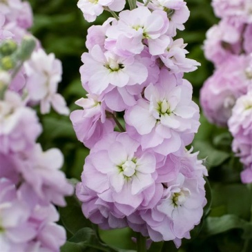 Левкой седой (Matthiola incana)