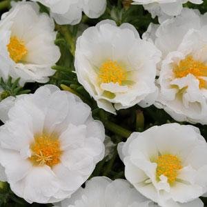 Портулак крупноцветковый (Portulaca grandiflora)