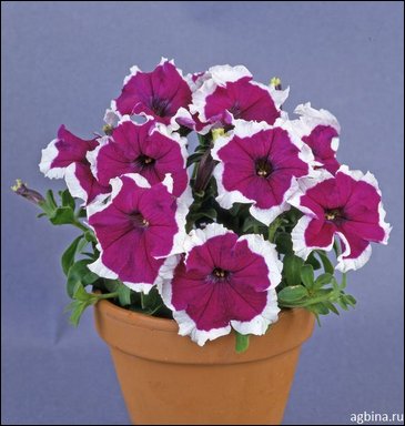 Петуния крупноцветковая (Petunia grandiflora)