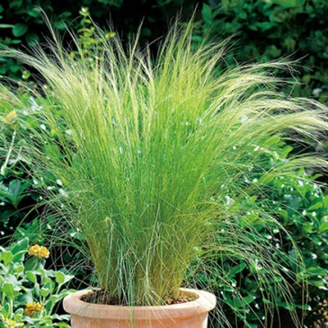 Ковыль тончайший (Stipa tenuissima)