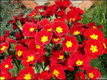 Примула полиантовая (многоцветковая) (Primula polyanthus)