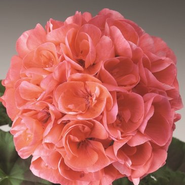 Герань (пеларгония садовая) (Pelargonium x hortorum)