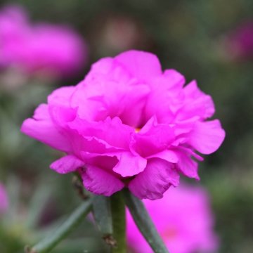 Портулак крупноцветковый (Portulaca grandiflora)