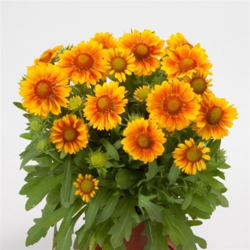 Гайлардия остистая крупноцветковая (Gaillardia aristata grandiflora)
