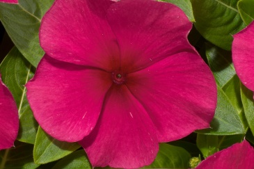 Катарантус розовый (Vinca rosea)