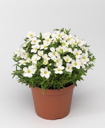 Песчанка горная (Arenaria montana)