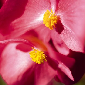 Бегония гибридная (бронзовая листва) (Begonia benariensis)