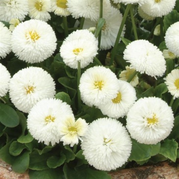 Маргаритка многолетняя (Bellis perennis)