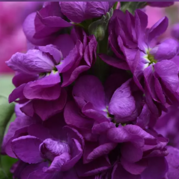 Левкой седой (Matthiola incana)