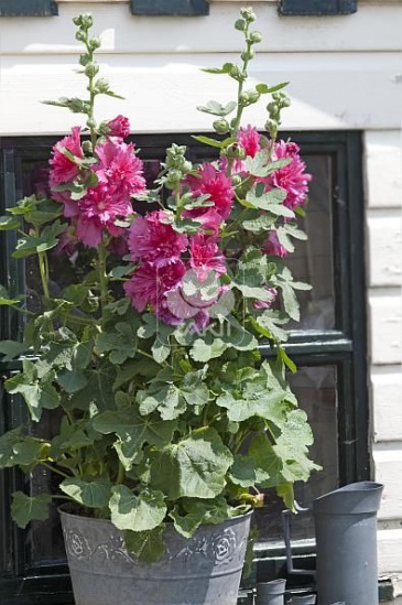 Мальва (Штокроза) розовая (Alcea rosea annua)
