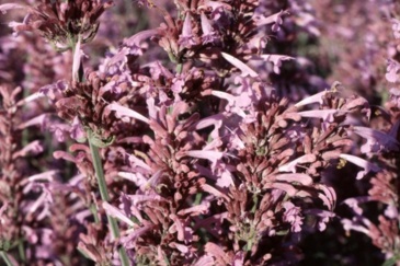 Многоколосник седой (Agastache cana)