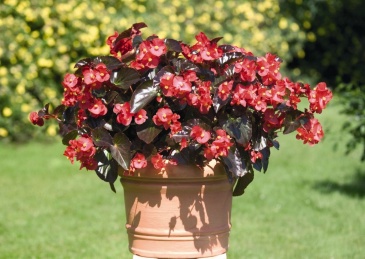 Бегония гибридная (бронзовая листва) (Begonia benariensis)