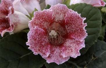 Глоксиния гибридная (Sinningia hybrida)