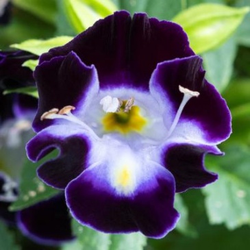 Торения Фурнье (Torenia fournieri) Торения Фурнье (Torenia fournieri)