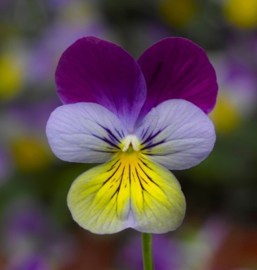 Виола рогатая (Viola cornuta)