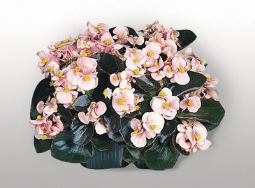Бегония вечноцветущая (бронзовая листва) (Begonia semperflorens)