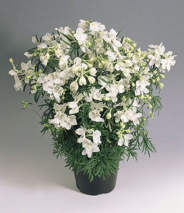 Дельфиниум крупноцветковый (Delphinium grandiflorum)