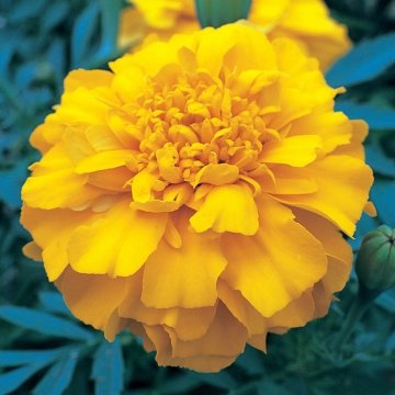 Бархатцы триплоидные (Tagetes patula x erecta)