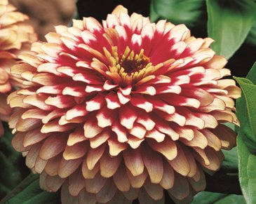 Цинния изящная (Zinnia elegans)