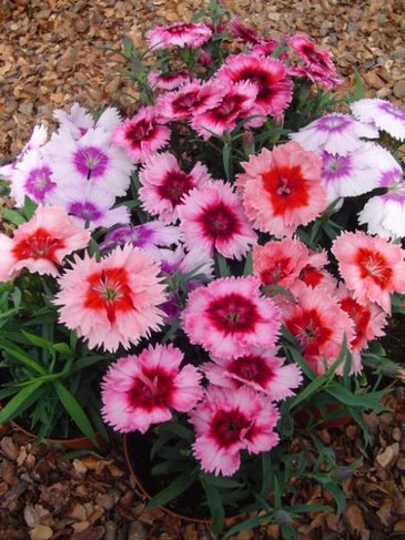 Гвоздика китайская (Dianthus chinensis)