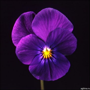 Виола рогатая (Viola cornuta)