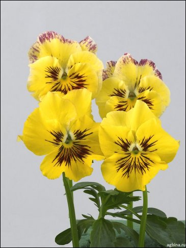 Виола гибридная (Viola wittrockiana x cornuta)