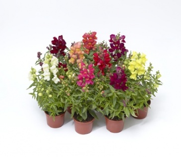 Львиный зев (Антирринум) большой (Antirrhinum majus)