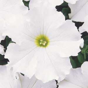 Петуния крупноцветковая (Petunia grandiflora)