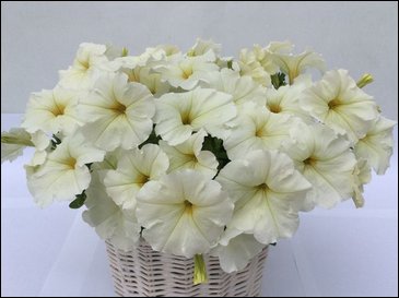 Петуния ампельная гибридная (Petunia x hybrida)
