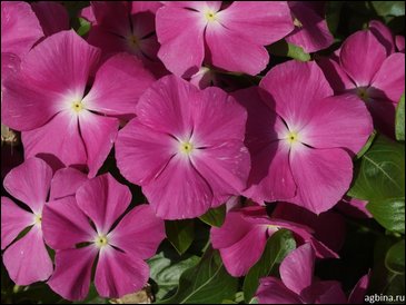 Катарантус розовый (Vinca rosea)