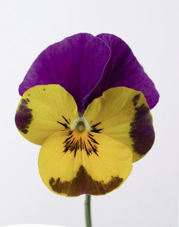 Виола рогатая (Viola cornuta)