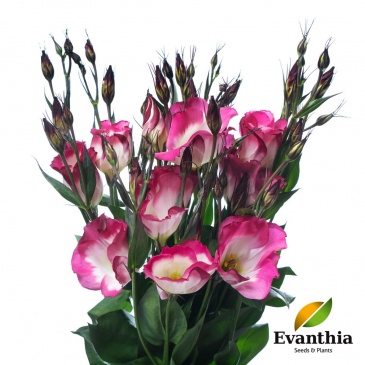 Лизиантус (Эустома) крупноцветковый (Lisianthus grandiflorum)