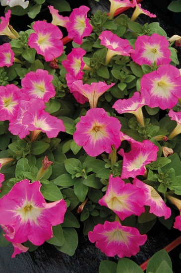 Петуния многоцветковая (генетически компактная) (Petunia multiflora)