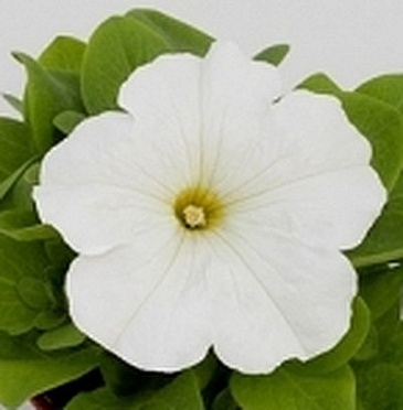 Петуния многоцветковая (генетически компактная) (Petunia multiflora)