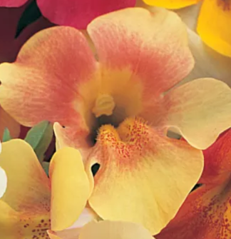 Губастик гибридный (Mimulus x hybrida)