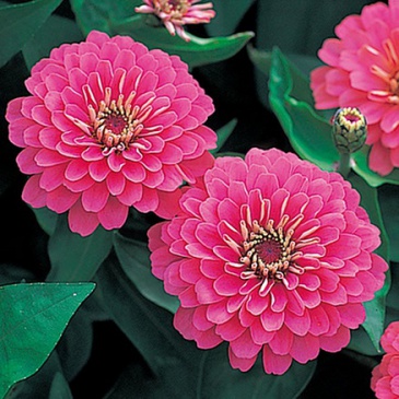 Цинния изящная (Zinnia elegans)